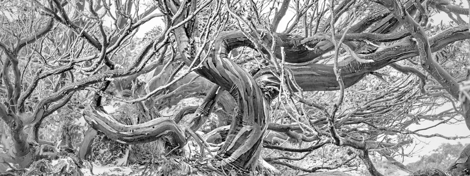 A dense tangle of twisted snow gum trunks and branches weaves across fresh snow at Charlotte Pass in the Snowy Mountains, NS…
