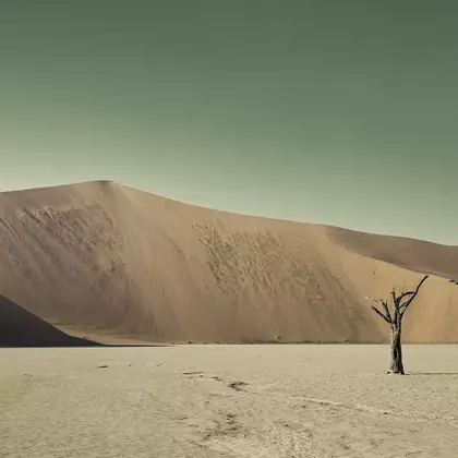 Ancient blackened camel thorn trees stand on the white clay pan of Deadvlei beneath a towering dune and soft teal sky, Namib…