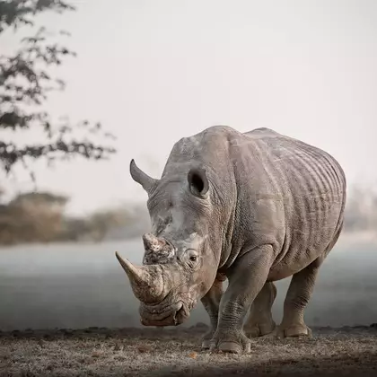 A white rhinoceros fills the frame at eye level near a waterhole in Etosha, Namibia — fine art wildlife photograph by John W…