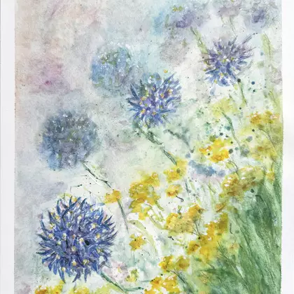 Here the native blue pincushion flowers hover above the golden everlasting glowers in a soft focus wild garden scene.
