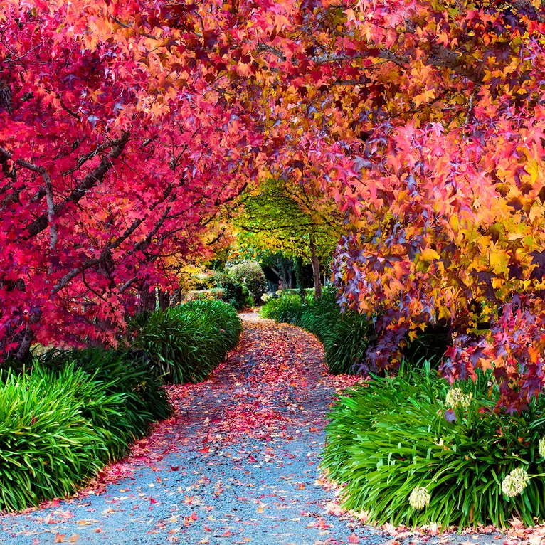 Autumn Spendor Ed. 2 of 50 by Wayne Pearson, Photograph, Botanical