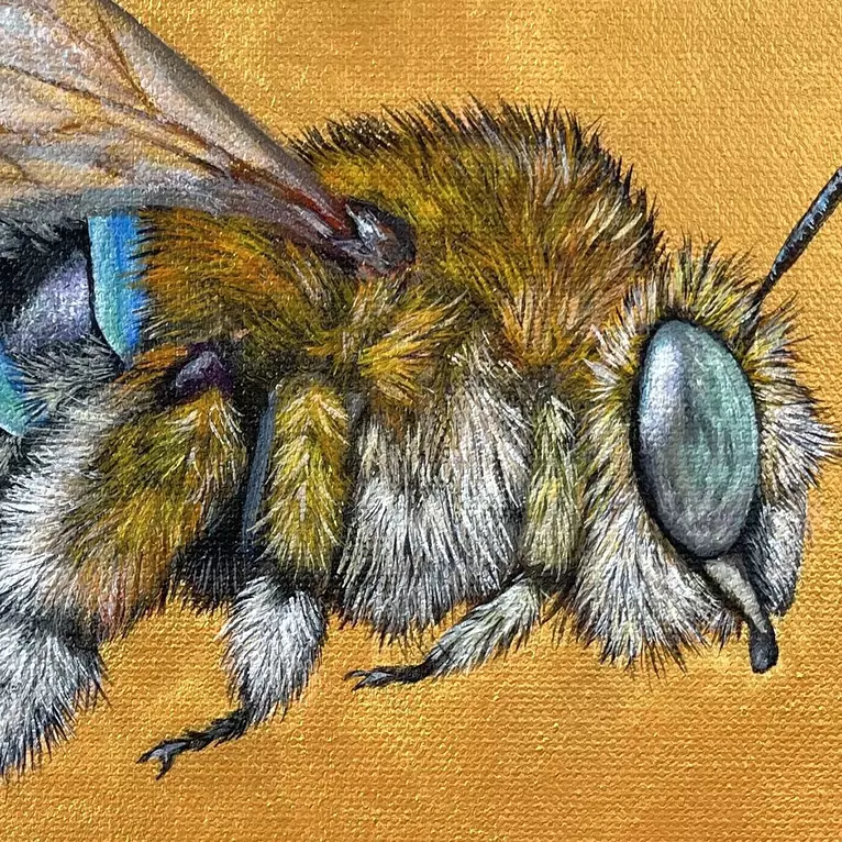 Photo realistic blue banded bee on monochromatic gold background — edge view