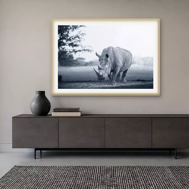 A white rhinoceros walks toward the camera from a low hide at a waterhole in soft misty light, Etosha National Park, Namibia…