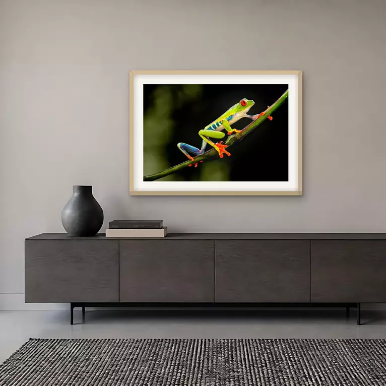 A red-eyed tree frog with a green back, blue flanks and orange feet climbs a mossy branch against a soft dark green backgrou…