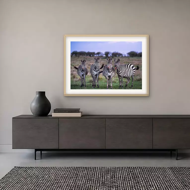 Four plains zebras stand side by side on green grassland under a soft blue sky, one mid-yawn as if laughing, Maasai Mara, Ke…
