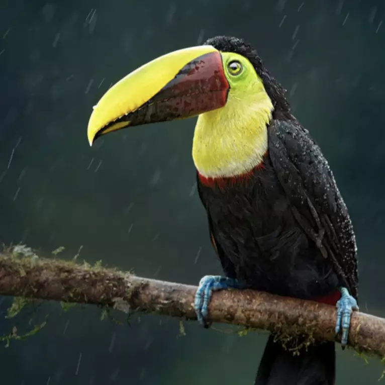 A toucan with a yellow-green and chestnut beak and bright yellow throat perches side-on on a mossy branch in the Costa Rican…