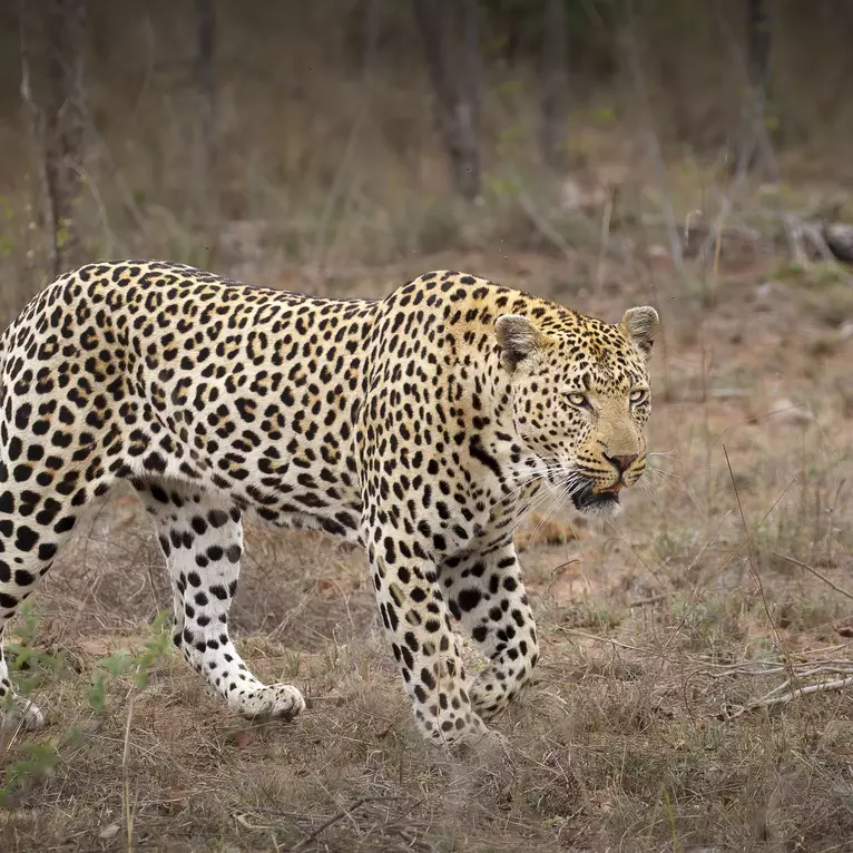 A male leopard walks through dry African woodland with one paw lifted and its white-tipped tail curled over its back. Limite…