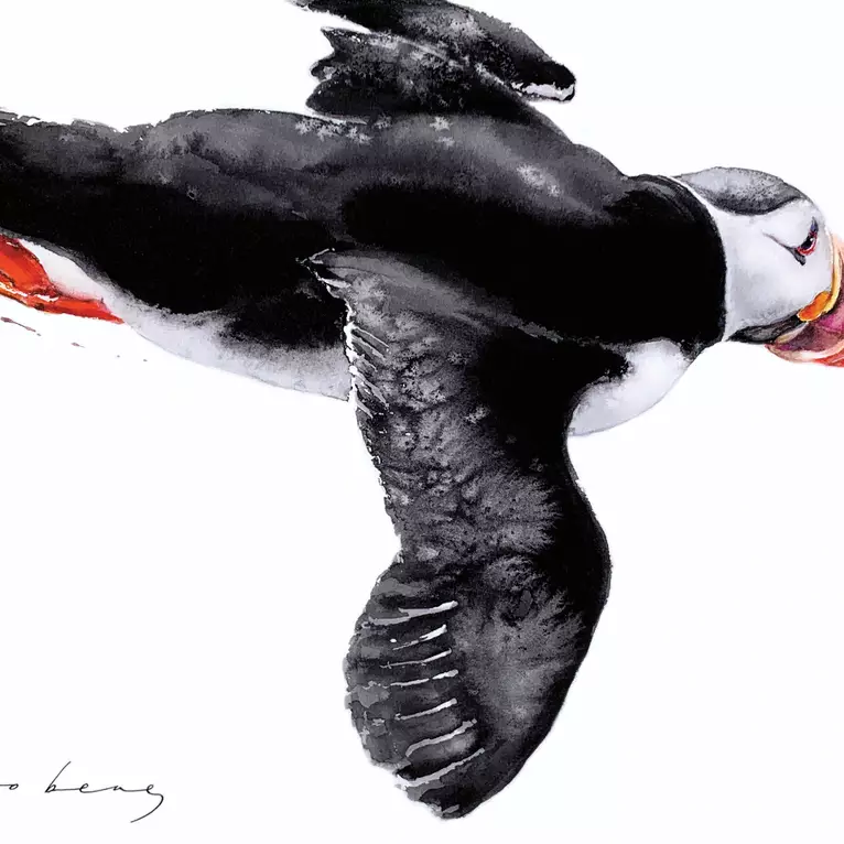 A striking puffin sweeps through the air.