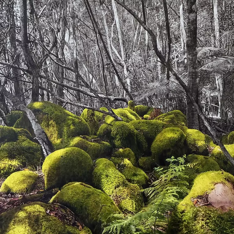 Moss covered forest