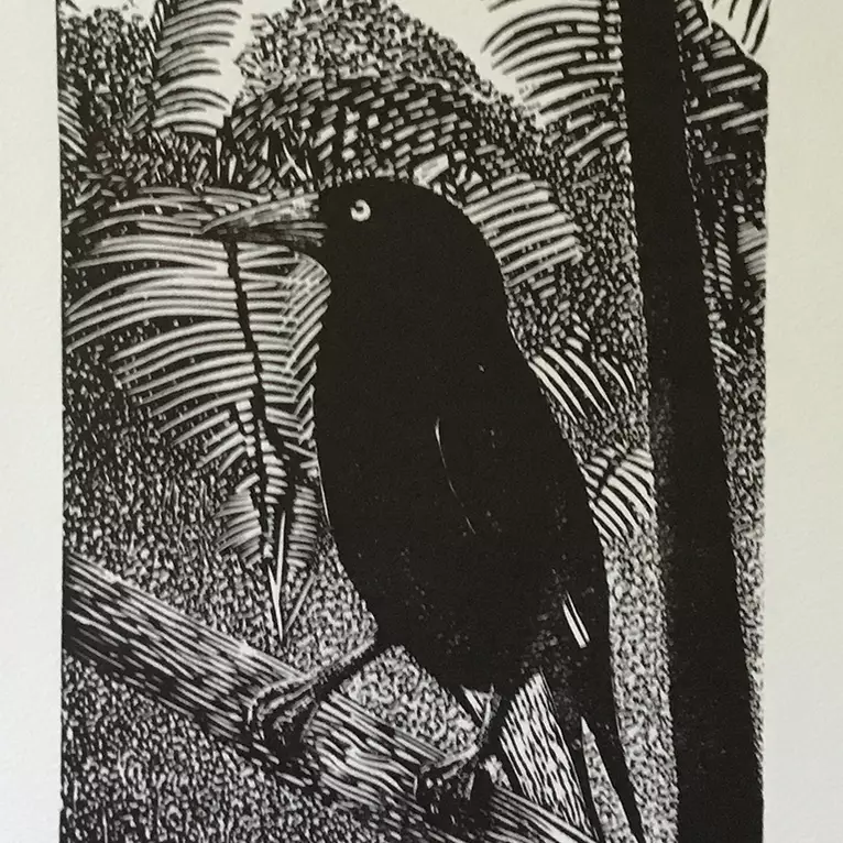 Currawong Ed. 1 of 50 by Gilbert Schultz