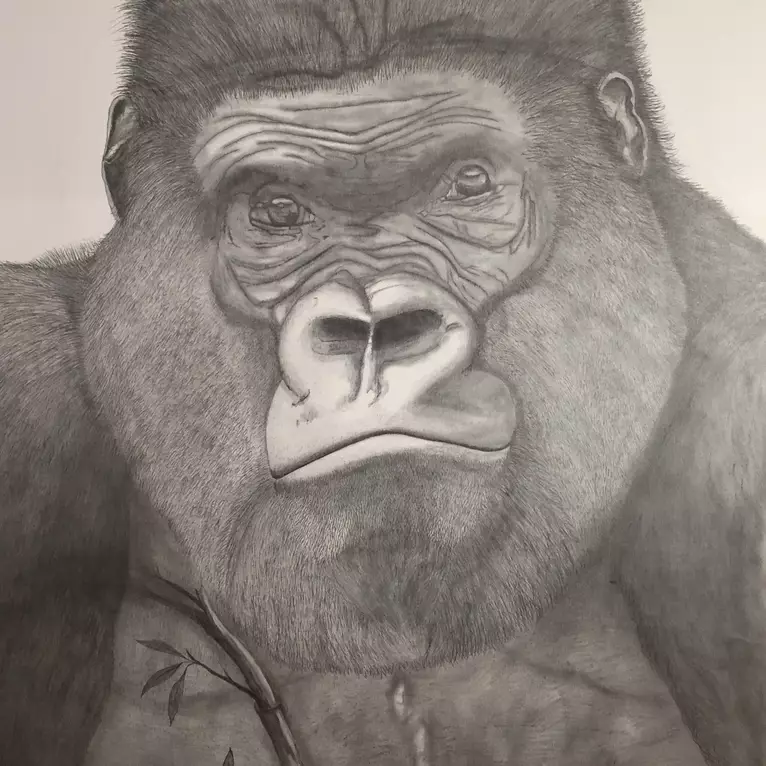 Pencil portrait of a handsome Gorilla