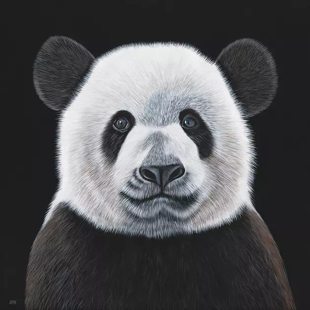 Bamboo - Giant Panda by Anne-Marie Bloor