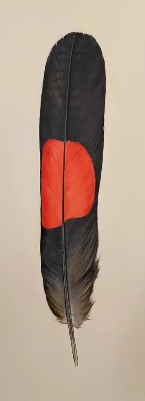 Redtailed Black Cockatoo tail feather 1 by Brett Jarrett, Oil, Realism