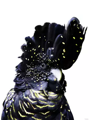 black cockatoo