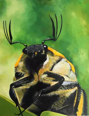 Curious beetle in Australian bush