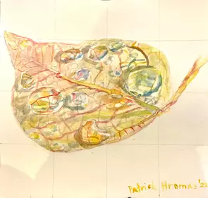 An alder leaf shown from a slightly raised view, from the lower left quadrant of the leaf. 13 water droplets of various size…