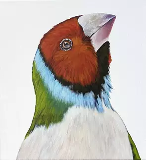 single gouldian finch on white background.