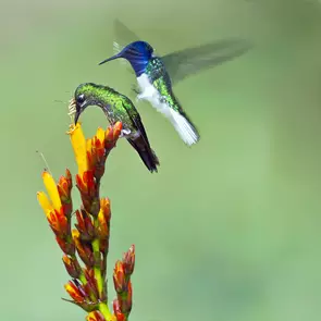 Hummingbirds are an extremely unique creature and have many characteristics eg Fastest wing speed. Able to fly backwards jus…