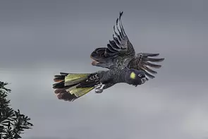 Yellow Tailed Black Cockatoo In Flight After many attempts finally, was able to capture this image of the Yellow Tailed-Blac…