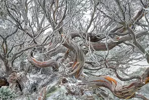 On a very cold/windy and snowy morning I was able to venture out of the car and capture this amazing tree/art in the Snowy M…
