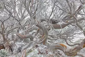 On a very cold/windy and snowy morning I was able to venture out of the car and capture this amazing tree/art in the Snowy M…