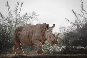 A white rhino walks towards the camera at eye level past soft reeds, its horns and folded skin in sharp detail, Namibia. Lim…