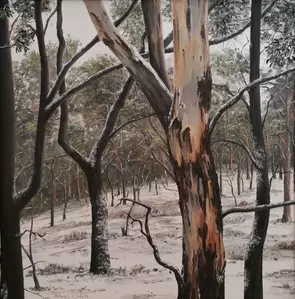 A realistic oil painting set in rural Oberon showing burnt gum trees with a snow covering