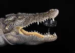 A painting of a crocodile with a black background, holding a glass in it's mouth.
