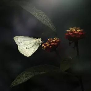 Butterfly glowing in soft light.