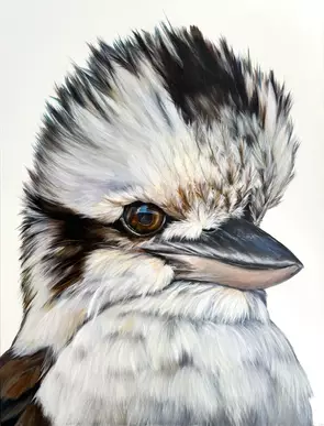 Australian Kookaburra portrait