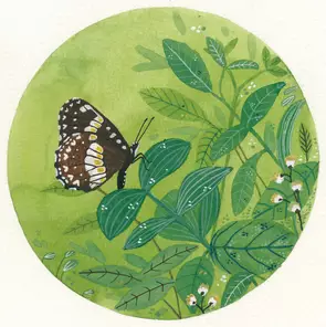 Butterfly feast by Daniella Germain, Other Media