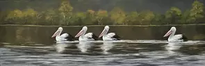 A line of four pelicans gliding on still water.