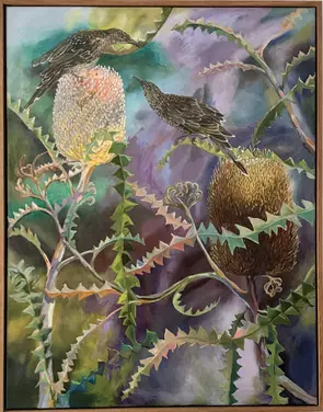 A pair of Wattlebirds sitting and foraging on large floral Banksia cones surrounded by entangled, entwined serrated Banksia …