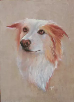 Realistic portrait of Australian Shepherd Dog