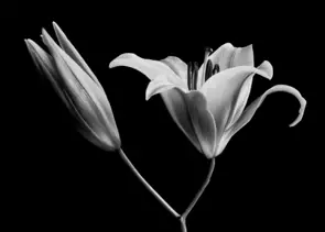 White lily flowers on a black background - botanical still life artwork - Biophilic wall art - Photography by Nadia Culph