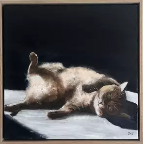 Cat lounging in the sun