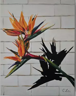 Strelitzia flowers with clear shadows against a white brick wall.