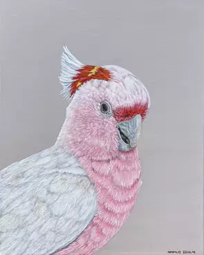 Portrait of a pink and white Major Mitchell cockatoo on a light beige background with parts of its crest showing some red an…