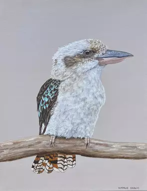 Australian kookaburra sitting on a branch with it’s head turned to the right, on a light beige background.