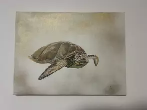 Turtle swimming great barrier reef