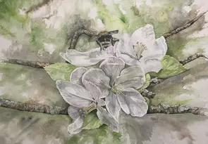 A detailed botanical watercolor painting titled "Head down, bum up". A fuzzy bumblebee is positioned head-first deep inside …