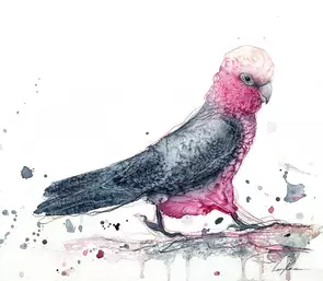 Modern beautiful Australian galah painting by Australian artist Leni Kae.