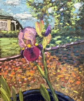 Pink and Purple Iris in a sunny garden