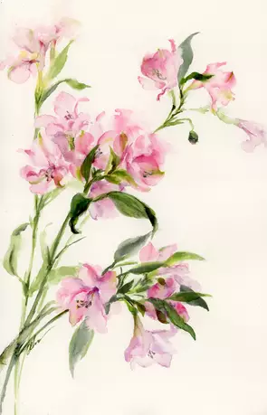 Pink flowers by Cecilia Xiao, Watercolour, Botanical