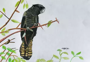 Red - tailed black cockatoo by Moira Briel, Pastel, Realism