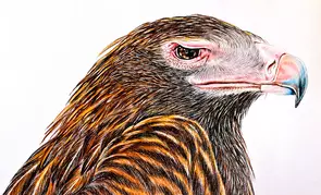Wedged Tailed Eagle by Linda Hammond, Drawing