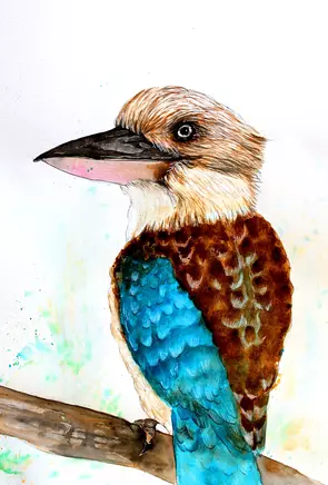 Blue Winged Kookaburra by Linda Hammond, Mixed Media