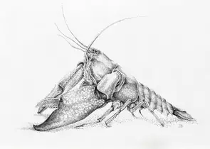 Cherax Destructor by Jess Black, Drawing