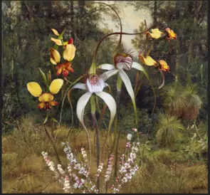 Western Australian Spider and Donkey Orchids by Kayla Gill, Reproduction Print