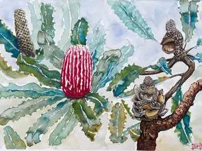 red banksia tree